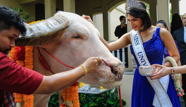 Miss Universe 2023 Kunjungi Thailand Demi Bertemu Kerbau Albino Raksasa